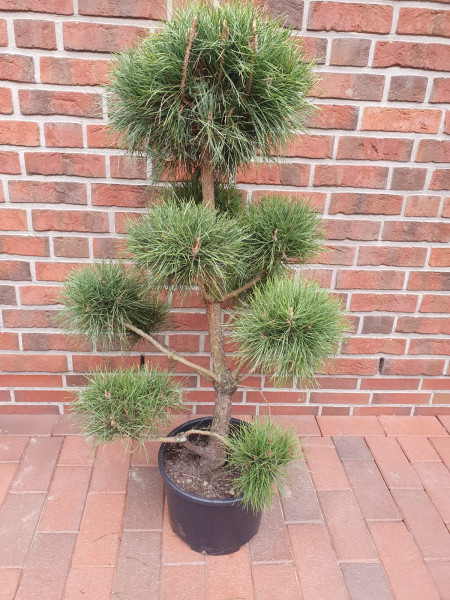 Kiefer - Gartenbonsai, Pinus sylvestris (Höhe: 120-130 cm)