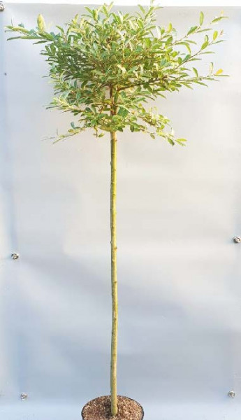 Rosa Riesen-Salweide (Höhe: 170-180 cm), Salix gracilistyla 'Mount Aso'