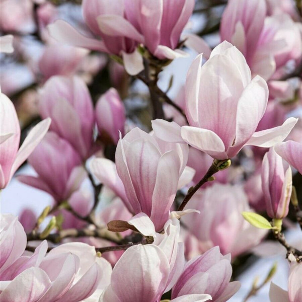 Tulpen-Magnolie, Magnolia soulangeana, rosa/weiß Blüte (Höhe: 120-130 cm)
