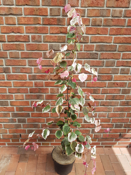 Kanadischer Judasbaum, Cercis canadensis 'Carolina Sweatheart' ® (Höhe: 120-130 cm)