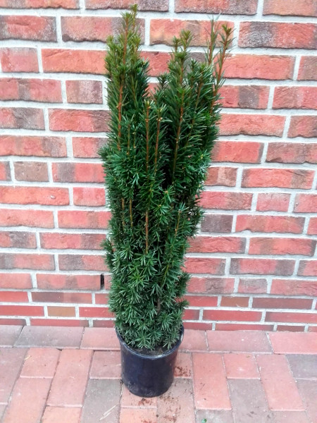 Säuleneibe, Eibe (Höhe: 90-100 cm), Taxus baccata Fastigiata