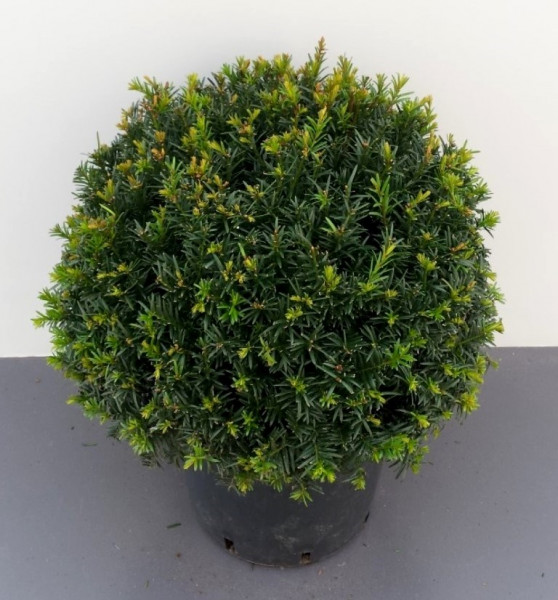 Heimische Eibe - Kugel, Taxus baccata, Durchmesser: 35-40 cm