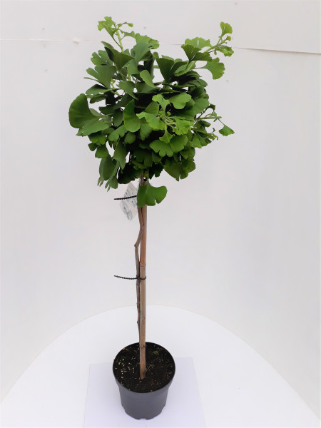 Ginkgo biloba Mariken, Kugeliger Fächerblattbaum (Höhe: 120-130 cm)
