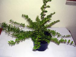 Heckenmyrthe (Höhe: 15-20 cm), Lonicera nitida Maigrün
