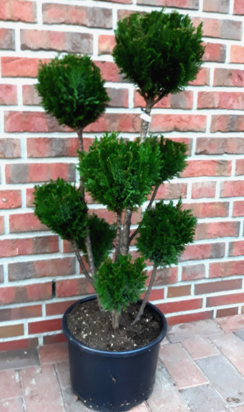 Gartenbonsai / Chamaecyparis lawsoniana Ellwoodii, blaugrün / Gesamthöhe: 120-130 cm