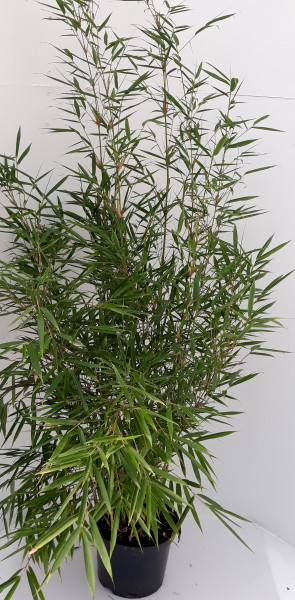 Fargesia robusta 'Campbell' (Höhe: 110-120 cm), Gartenbambus