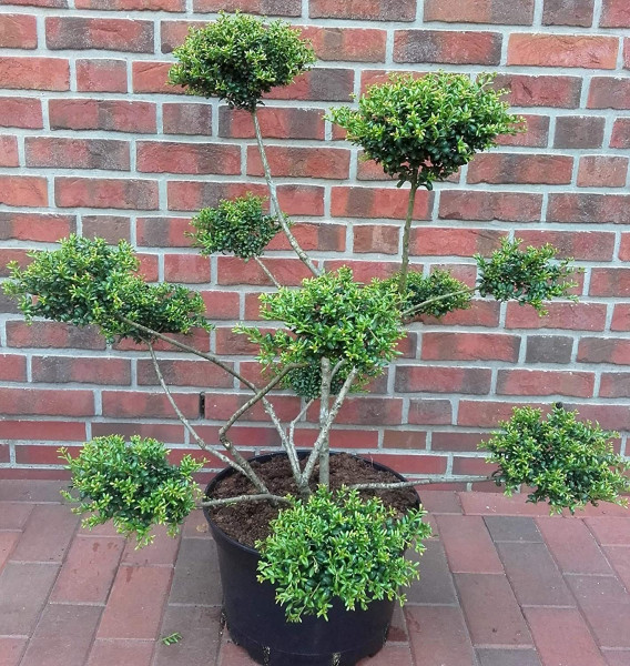 Gartenbonsai / PonPon (Höhe: 90-100 cm) - Ilex crenata 'Glorie Gem'