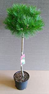 Pinus sylvestris Low Glow - Stämmchen, (Höhe: 80-90 cm) Kiefer