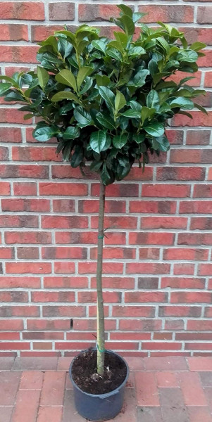 Kirschlorbeer Stämmchen (Höhe 170180 cm) Prunus laurocerasus 'Etna