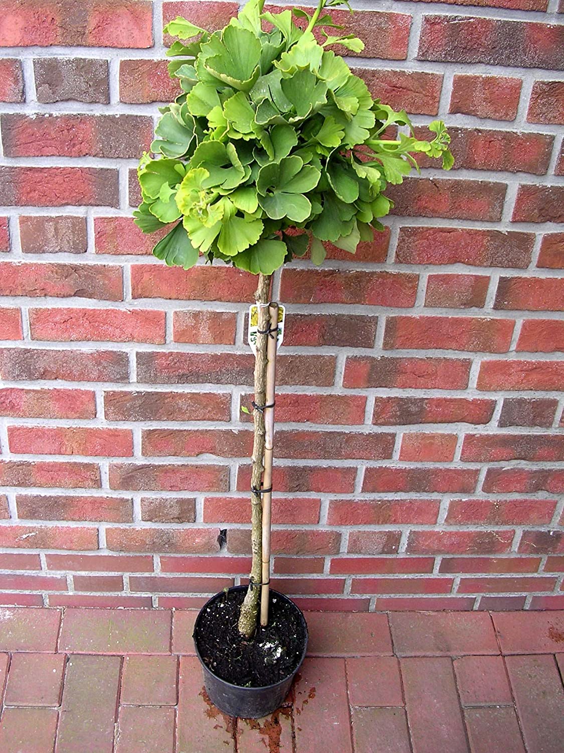 Ginkgo Baum 3 Jahre Alt - Fächerblattbaum Mit Leuchtend Gelber Herbstfärbung