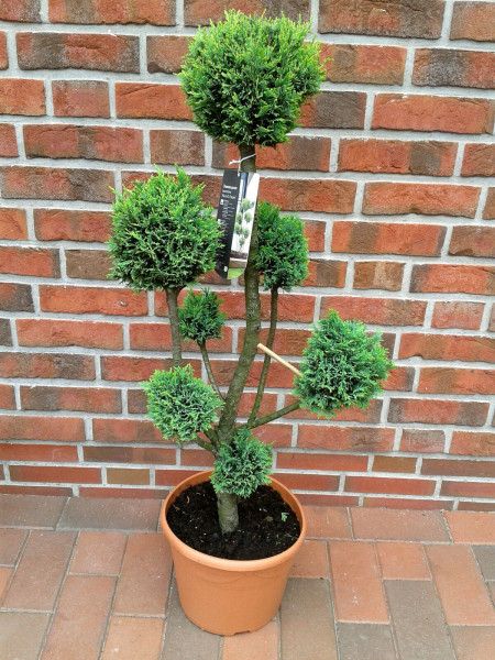 Gartenbonsai / Chamaecyparis lawsoniana Ellwoodii, grün / Gesamthöhe: 100-110 cm