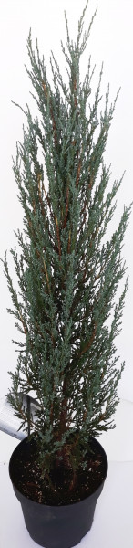 Blauer Raketenwacholder (Höhe: 90-100 cm), Juniperus scopulorum Blue Arrow