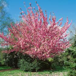 Japanische Nelkenkirsche - Prunus serrulata Kanzan auf Stamm - Höhe: 250 cm - Stammhöhe: 180 cm