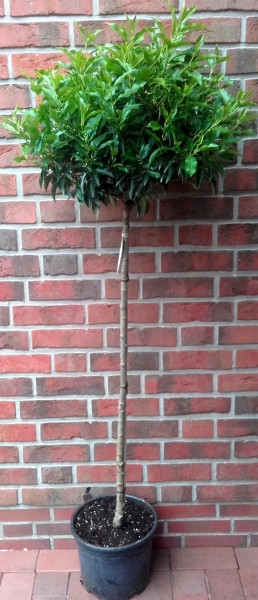 Lorbeerkirsche, Prunus lusitanica, Stämmchen, Höhe: 170-180 cm