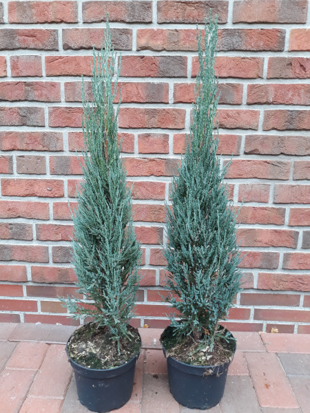 Blauer Raketenwacholder (Höhe: 120-130 cm), Juniperus Blue Arrow