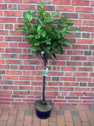 Kirschlorbeer Stämmchen, Prunus laurocerasus 'Mano' - Höhe: 170-180 cm