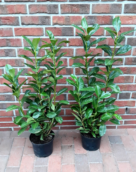 Kirschlorbeer - Prunus laurocerasus Rotundifolia - Pflanzenhöhe: 80-100 cm - Topfvolumen: 3 Liter