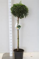 Lorbeerkirsche, Prunus lusitanica, Stämmchen, Höhe: 150-160 cm