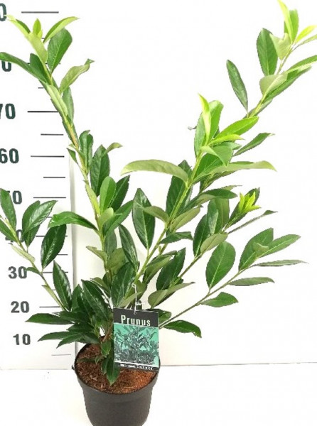 Prunus laur. 'Caucasica' (Höhe: 60-70 cm / Topfvolumen: 3 Liter) - großblättriger Kirschlorbeer