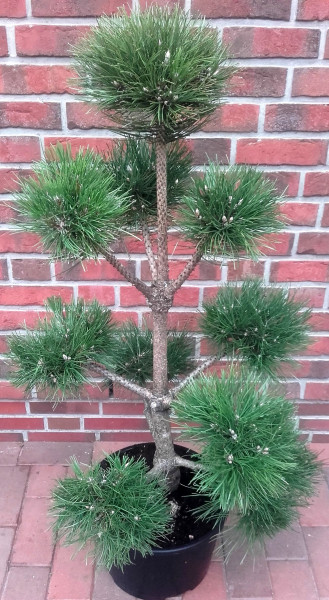 Pinus nigra nigra - PonPon, Gartenbonsai, Schwarzkiefer, Kiefer, Höhe: 130-140 cm