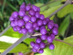 Liebesperlenstrauch (Höhe: 140-150 cm / Sth. 80 cm) - Callicarpa bod. 'Profusion' auf Stamm