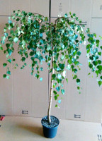Trauer-Birke, Hänge-Birke, Betula Youngii, Höhe: 230 cm Trauer-Birke, Hänge-Birke, Betula Youngii, Höhe: 230 cm