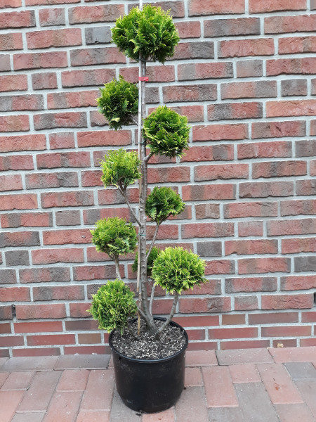 Gartenbonsai (Höhe: 140-150 cm), Chamaecyparis lawsoniana Stardust