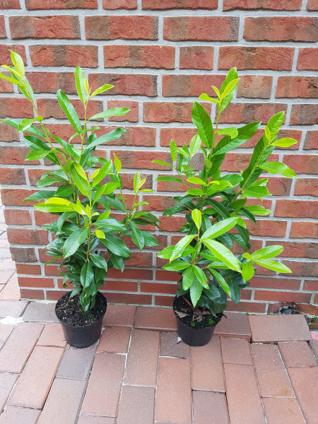 Kirschlorbeer (Höhe: 60-80 cm - Topfvolumen: 3 Liter) - Prunus laurocerasus Genolia ®
