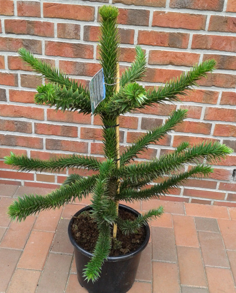 Araucaria araucana (Höhe: 70-80 cm), Schmucktanne, Affenbaum, Affenschaukel, Andentanne