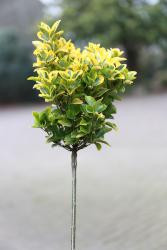 Euonymus fortunei 'Emerald'n Gaiety' auf Stamm (Höhe: 80-90 cm), Kletterspindel, Kriechspindel