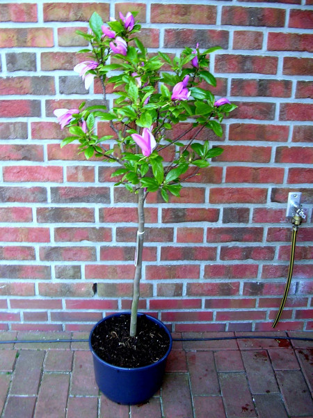 Magnolia lilliflora Susan (Höhe: 140-150 cm / Sth. 80 cm), rote Tulpen-Magnolie auf Stamm