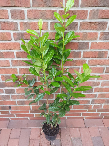 Kirschlorbeer (Höhe: 100-120 cm) - Prunus laurocerasus Novita