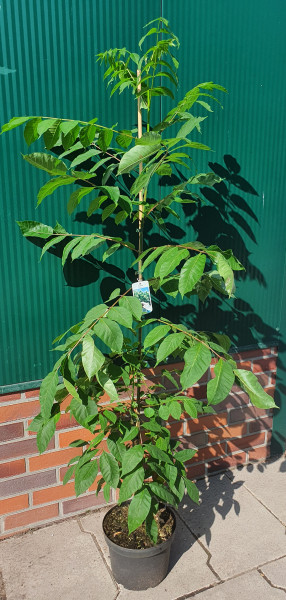 Tausendblütenstrauch (Höhe: 120-130 cm), Bienenbaum, Euodia hupehensis