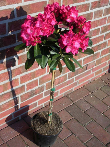 Rhododendron yakushimanum 'Morgenrot' - Stamm (Höhe: 120-130 cm)
