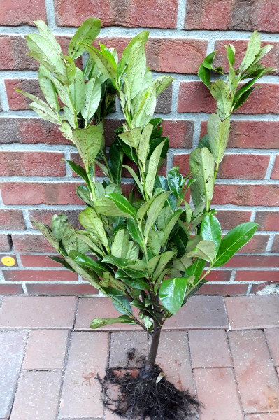 Kirschlorbeer (Höhe: 60-70 cm - wurzelnackt) - Prunus laurocerasus Rotundifolia, Heckenpflanzen