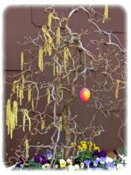 Korkenzieher-Haselnuss - Stämmchen, Corylus avellana Contorta