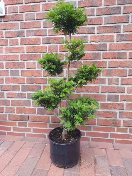 Gartenbonsai, Bonsai, Taxus media 'Hillii', Formpflanze (Höhe: 120-130 cm)